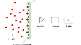 What are biosensors [upl. by Ahsikyt]