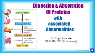 1 Digestion amp absorption of proteins  Amino Acid Metabolism  Biochemistry  NJOY Biochemistry [upl. by Blackington]