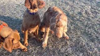 5 different coats of Wirehaired Vizslas [upl. by Enilra957]