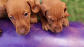 vizsla puppies routine Touch of velvet kennel  FCI registrated [upl. by Hairahcez]