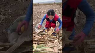 Cron threading farmequipmen youtubeshortsautomobile agriculturetools subscribe [upl. by Acul]