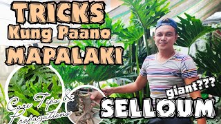 TRICKS ON GROWING GIANT SELLOUM PLANTS PLANT CARE TIPS amp PROPAGATIONS [upl. by Edana737]