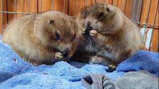 You and I will be fascinated when watching prairie dogs chewing food [upl. by Attennot]