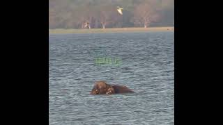 Elephant swimming  象の水泳  Baby elephant  Animals  Wildlife  Wild animals [upl. by Atile]