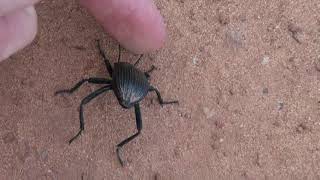 Desert stink beetle defenses [upl. by Roos]