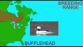 BUFFLEHEAD RANGEavi [upl. by Deny294]