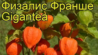 Физалис франше Гигант Краткий обзор описание physalis alkekengi var franchetii Gigantea [upl. by Ykvir]