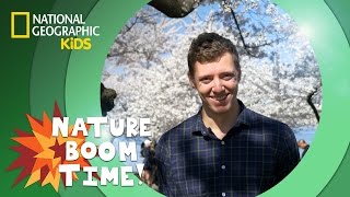 Cherry Blossom Festival  Nature Boom Time  natgeokids [upl. by Louanna]