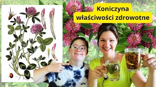 KONICZYNA CZERWONA Ten kwiat uratuje młodość urodę mocne kości i piękną skórę [upl. by Conchita]