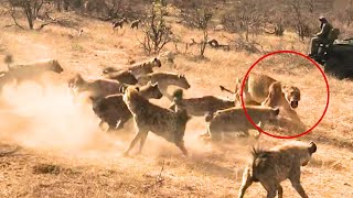 Hyenas Steal Lioness Kill but the Male Lion Turns the Tables [upl. by Heydon]