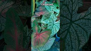 Caladiums Christmas caladiums Red splash Caladium shorts [upl. by Orfinger247]