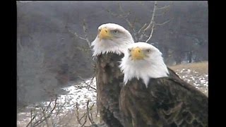 Decorah Eagles Amazing View 21313 [upl. by Bethena]