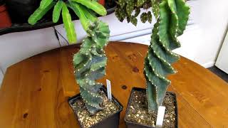 How to Care for Cereus forbesii Spiralis Cactus  The Spiral Cactus [upl. by Elohcin]