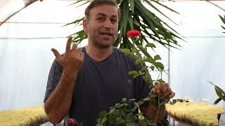 how to propagate rose plant from cuttings 🌸🌺🌵🌼 قلمه زدن گل رز [upl. by Ylenaj]