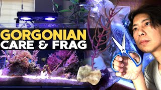 How to Frag amp Grow Gorgonian  Sea Fan 🌊 [upl. by Gates355]