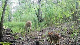 Maurepas swamp WMA trail cam videos JuneJuly [upl. by Aliza]