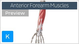 Muscles of the anterior compartment of the forearm preview  Human Anatomy  Kenhub [upl. by Anyl]