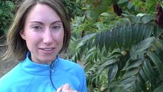 Edible wild plants Staghorn Sumac  Rhus typhina Wilderness survival tips and courses [upl. by Eneladgam]