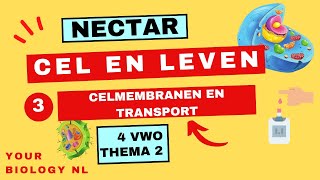 4 vwo  Cel en leven  3  Celmembranen en transport [upl. by Dnalyr]