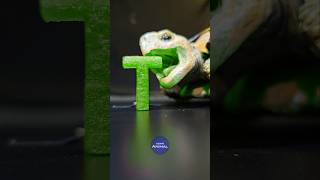 ASMR Mukbang Eating Tasty Food 💚 Turtle Tortoise [upl. by Ttenyl]