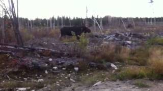 Huge Bull Moose in Northern Ontario [upl. by Asetal]