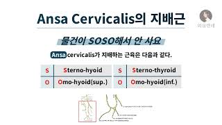 암기법 Ansa Cervicalis의 지배근 [upl. by Mariand]