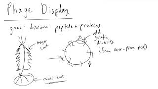 Phage Display Introduction [upl. by Ynattirb]