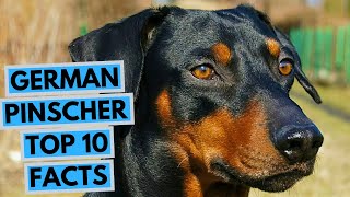 German Pinscher  TOP 10 Interesting Facts [upl. by Landis]