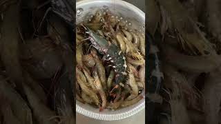 Shrimp seafood prawns food seafoodlover foodlover shorts shortvideo [upl. by Eugnimod]