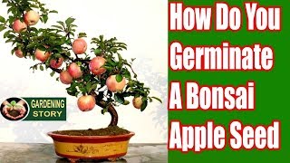 How Do You Germinate A Bonsai Apple Seed UrduHindi [upl. by Aristotle]