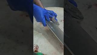 Sole fish cuttingfishcuttingskill youtubeshorts greenscreeen [upl. by Poler]