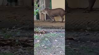 Meet the South American Tapir the Most Unusual Herbivore [upl. by Nwahsor]