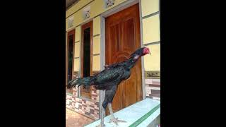 Ayam larkumbanga generasiyoutubeshorts Jayakumbangp3p [upl. by Arraeic]