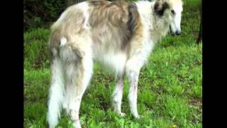 National Borzoi Rescue Foundation NBRF [upl. by Michella]