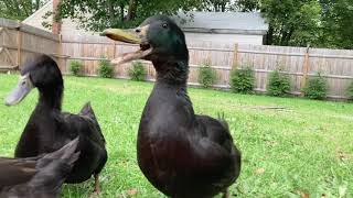 All the beautiful colors of Cayuga Ducks 🥰 [upl. by O'Reilly]