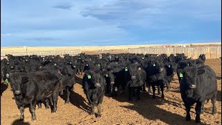 Vern Hambling  1060 November Yearling Heifers  495 Head High River AB [upl. by Eemla]