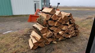 12 Splitting firewood  Is this Osage Orange from Noahs Ark [upl. by Assadah]