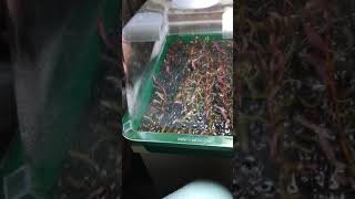 Propagation of Aquarium Plants S1E1 [upl. by Alyse685]