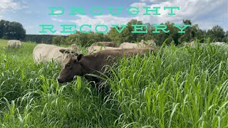 EP 61  Our Grass Recovered Well from the Drought  Grazing High Quality Grasses [upl. by Ahsitnauq]