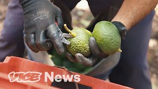 Defending Avocado Farms From Drug Cartels [upl. by Islaen]