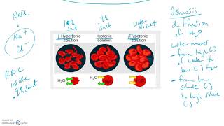 Tonicity Hypotonic Isotonic and Hypertonic [upl. by Cire899]