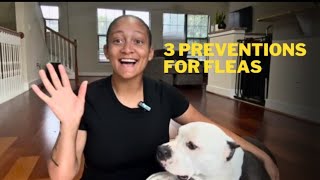 Top 3 flea and tick recommendations [upl. by Hurd]