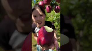 Fresh apple farming shots apple newviralvideo newvideo farming [upl. by Zaneta]