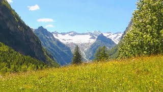 Canto delle cicale e degli uccelli  Suoni rilassanti della natura  relax [upl. by Adrea]