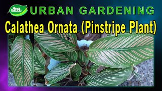 Calathea Ornata Pinstripe Plant [upl. by Lippold]