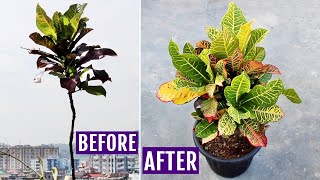 My SECRETS to Make Croton Plant BUSHY [upl. by Astor]