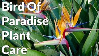 Bird Of Paradise Plant Care Tips  Joy Us Garden [upl. by Innes269]