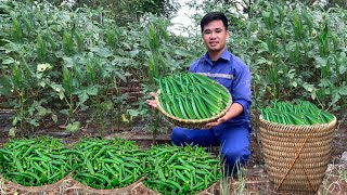 Harvesting Okra goes to the market sell  Okra Recipes Anh Farm [upl. by Okomot247]