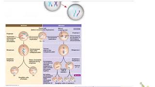 Mitosis vs meiosis [upl. by Atnahsal]