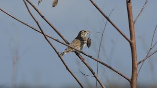 Vesper Sparrow peeps softly as wind picks up and Bagpods rattle [upl. by Schaumberger]